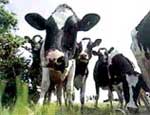 В Челябинской области пересчитают исчезающих коров