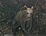 В челябинском зоопарке медведей перевели на кашу и рыбу