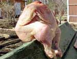 В Челябинской области в 2008 году количество произведенного мяса птицы увеличится на 50 тысяч тонн