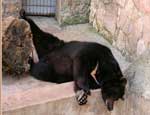 В Челябинском зоопарке уснули первые медведи