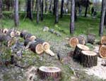 В Троицке полгода незаконно вырубали деревья городского леса