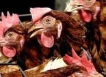 Южноуральские птицефабрики не умеют обращаться с отходами