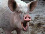 Южноуральских свиней посадили под домашний арест