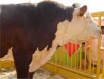 На Южном Урале главного зоотехника одного из сельхозпредприятий привлекли к ответственности за то, что на работника  напал бык