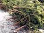 Сотрудников национального парка «Таганай» обвинили в незаконной вырубке елок