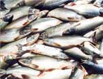 В 2009 году объем вылова товарной рыбы на Южном Урале составит почти 4 тысячи тонн