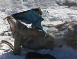 Алтайские милиционеры подтверждают: погибшие кремлевские браконьеры отстреливали «краснокнижных» архаров