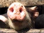 В Челябинской области в жертву африканской чуме принесли 50 килограмм свинины