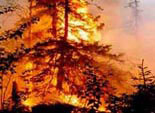 На Южном Урале в 2008 году леса горели больше 3 тысяч раз