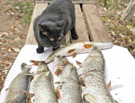 «Отбери минтай у кошки» – Росрыболовство рекомендует есть в кризис рыбу