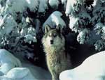 На Южном Урале собираются объявить круглогодичную охоту на волков