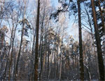 Южноуралец вырубил березовый лес на  300 тысяч рублей