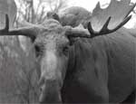 Сотрудники национального парка Зюраткуль предотвратили незаконную добычу лося