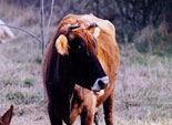 Южноуральский ветврач научился превращать быков в поросят