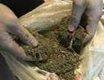 В Челябинске  изъято 22 килограмма марихуаны