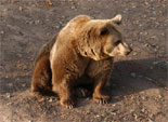 В челябинском зоопарке начали просыпаться медведи