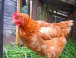 На Южном Урале курица снесла яйцо весом около 5 граммов