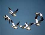 1 апреля - Международный день птиц
