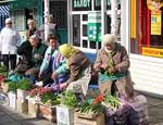 В Челябинске пока не знают, что делать с предприимчивыми садоводами