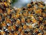 На Южном Урале владелец пасеки компенсирует моральный вред соседям, пострадавшим от укусов пчел