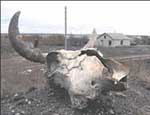 На Южном Урале скотомогильник с возбудителем сибирской язвы содержится с грубыми нарушениями