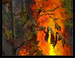 За сутки на Южном Урале зарегистрировано 10 лесных пожаров