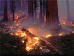 В Челябинской области за сутки зафиксировано 52 возгорания леса