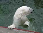 В челябинском зоопарке белые медведи откроют купальный сезон