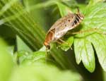 На Южном Урале впервые обнаружены редкие виды тараканов и водных ресничных червей
