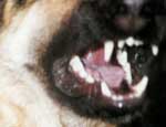 В Верхнем Уфалее почтальоны увольняются, опасаясь агрессивных собак