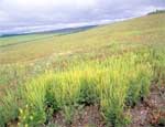 Южноуральский Россельхознадзор оштрафовал училище за землю, заросшую травой