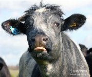 "Нерентабельные" коровы проедают государственные субсидии