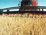 Челябинской области угрожает неурожай кормовых культур из-за засухи
