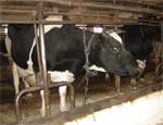 На южноуральских молочных фермах негде хранить навоз