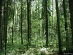 Кризис поможет сохранить лес