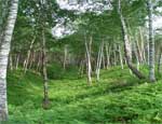 Южноуральские депутаты интересуются проблемами лесов в личных целях