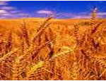 На Южном Урале вывели сорт пшеницы, из стеблей которой можно строить дома