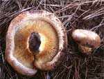 Жительница Челябинской области умерла от отравления грибами