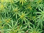 В Челябинске иностранец выращивал в теплице индийскую марихуану