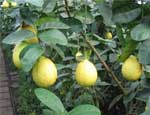 На Южном Урале загубили урожай лимонов, мандаринов и гуавы