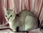 В Челябинск привезут кошек редкой породы