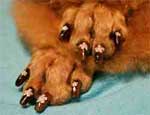 Челябинск захлестнула новая мода - накладные ногти для собак и мыши-песчанки
