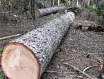 Южноуральский лесной арендатор выплатит более 26 миллионов рублей за незаконную рубку