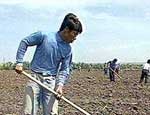 Китайские овощеводы незаконно занимают южноуральские земли
