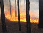 В семи южноуральских муниципалитетах сохраняется особый режим из-за сильных лесных пожаров