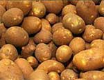 В России в 2,5 раза увеличилось количество импортного картофеля, зараженного вредителями и болезнями