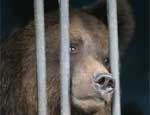 В Челябинском зоопарке от зимней спячки пробудились все звери кроме медведицы Маши