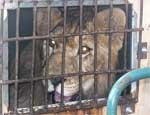 В Коркино районные чиновники выставили на мороз новорожденных львят ради лазерного шоу партии власти