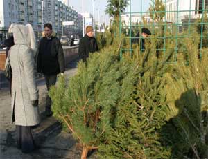 В Магнитогорске откроется 50 елочных базаров В Магнитогорске откроется 50 елочных базаров