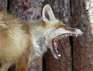 В 14 южноуральских районах введены ограничительные меры по бешенству / Главные переносчики вируса - дикие лисы